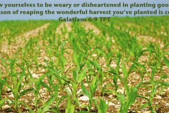 Don’t Stop! Keep Building Momentum! The seeds you plant today will yield a good harvest.