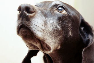 You can teach an old dog new tricks, but only if they are motivated to learn