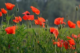Remember who we do battle against. The heroes of our faith sacrificed much for our freedom, both in the spiritual and natural realms May we never forget their sacrifices